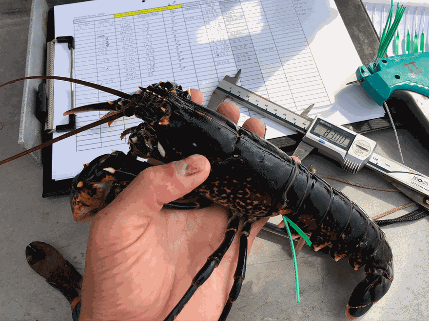 a man is holding a lobster