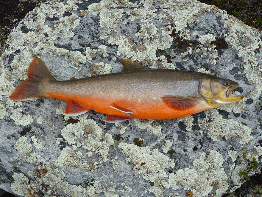 arctic char lying on the ground