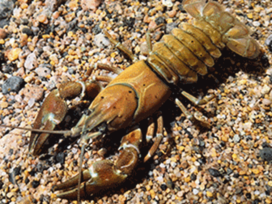 a signal crayfish in the water