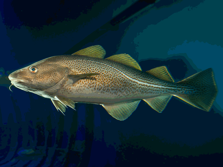 a cod in a aquarium