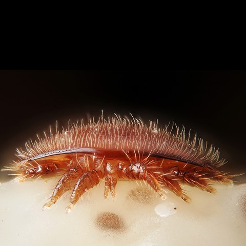 A red and hairy mite in close-up.