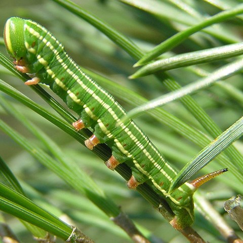Grön larv bland gröna barr.