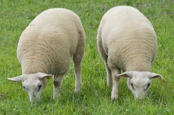 Foto: Två lamm betar i grönt gräs utomhus.