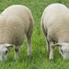 Foto: Två lamm betar i grönt gräs utomhus.