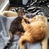 Foto: Två katter ligger med benen mot varandra på en filt.