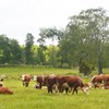 Photo: Cattle on pasture at Götalas natural grazing.