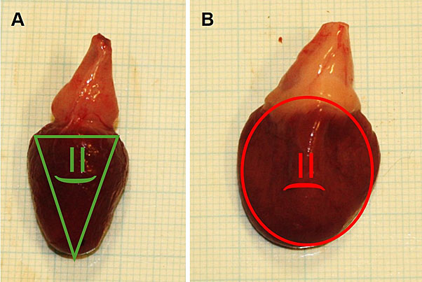 Photo: Evaluating the ventricular morphology of farmed rainbow trout. (A) shows a healthy heart with a characteristic triangular shaped ventricle in and  (B) shows a diseased enlarged heart with rounded ventricle.