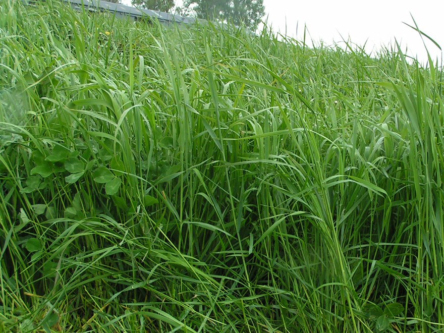 Close-up of ley field with grass and clover. Photo.