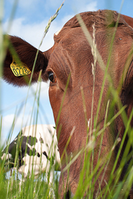 Närbild på en ko med gräs i förgrunden. Foto.