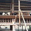 Goats in Laos eating at a raised feeding table. Photo.