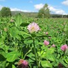 Close up of red clover. Photo.