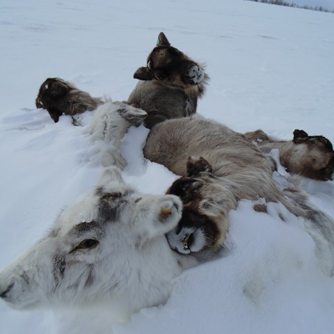 Dead reindeer calves in snow. Photo.