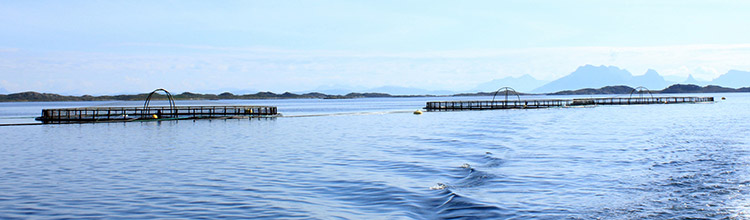 Två fiskodlingskassar ute i vattnet. Foto. 