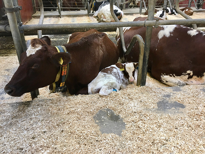 Två kor och en kalv som vilar i liggbåsen. Foto.