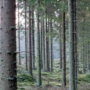 Trädstammar i en skog, foto.