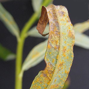 A leaf with orange spots, photo.