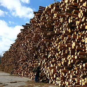 A big pile of logs, photo.