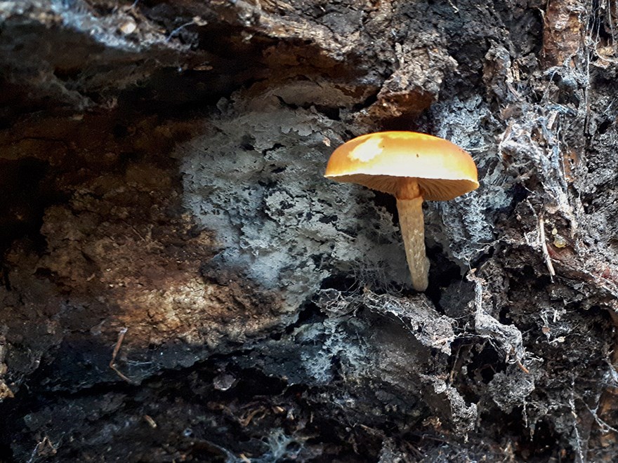 A brown mushroom against earthy background. Photo. 