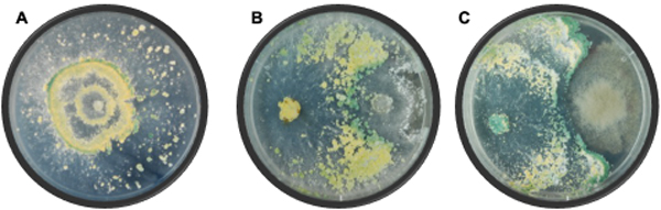 Three Petri dishes with fungal mycelia. Photo.
