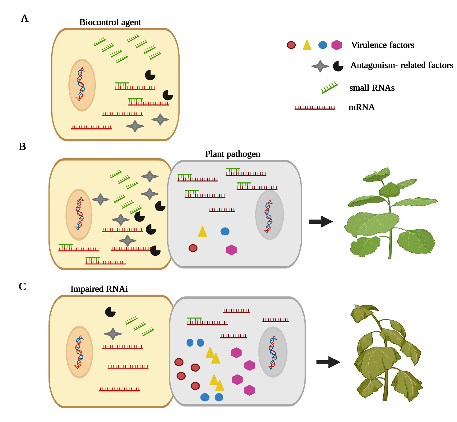 An illustration showing small-RNA based strategies to control fungal plant pathogens- an unexplored mechanism in biocontrol interactions.