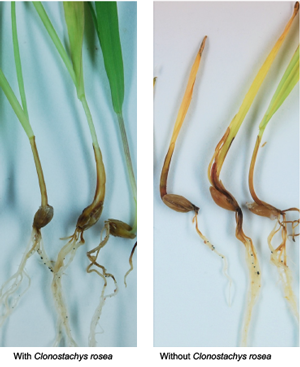 Six wheat plants with different growth. Photo.