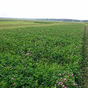 Flowering red clover. Photo.