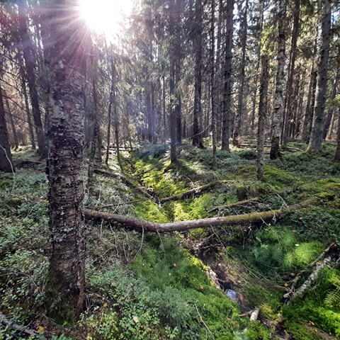 Boreal Forest ditch 