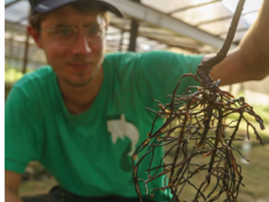 Arvid Lindh studerar rotsystemet på en planta under sitt fältarbete på Borneo. Foto: Ulrik Ilstedt