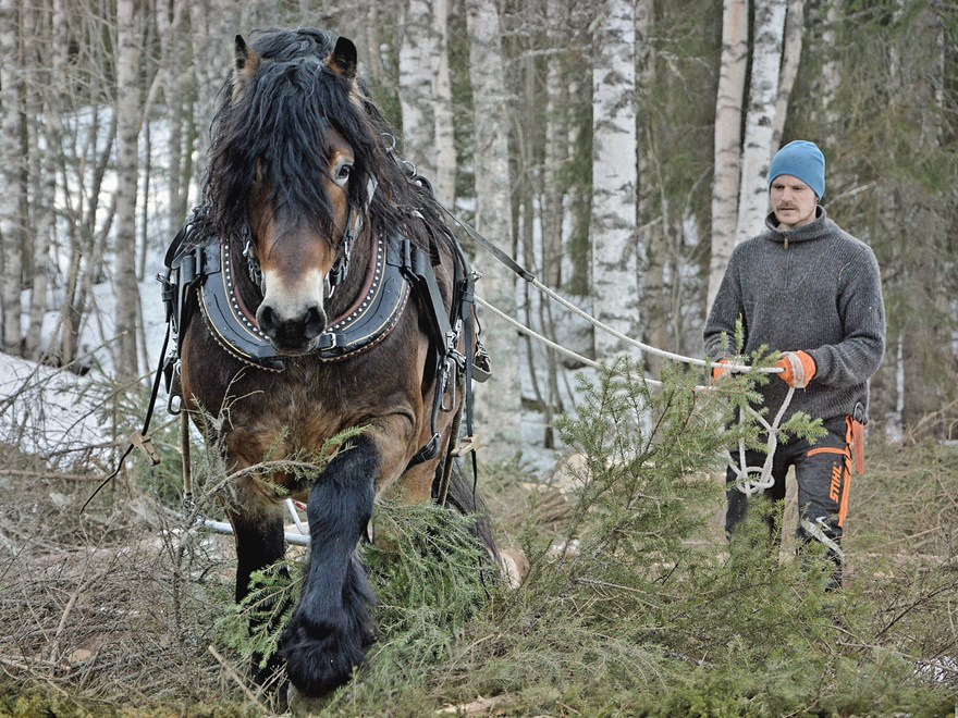 Häst med förare i skogsarbete