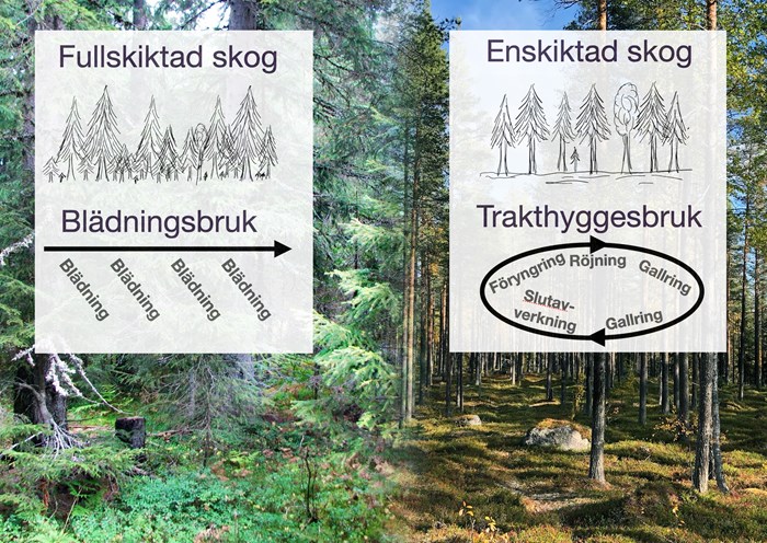 Figurer som visar skillnaden mellan blädningsbruk och konventionellt skogsbruk.