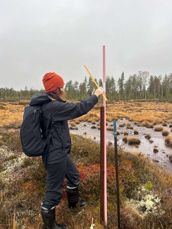 The author measuring groundwater table level (GWL) in one of the dipwells within Trollberget mire, autumn 2023.