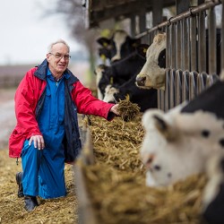 An older man feeding hay to a cow. Photo.
