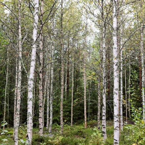 White narrow birch trunks. Photo.