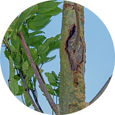 An ash tree with a plant disease. Photo.