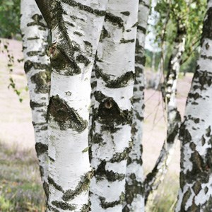 A photo of birch trunks.