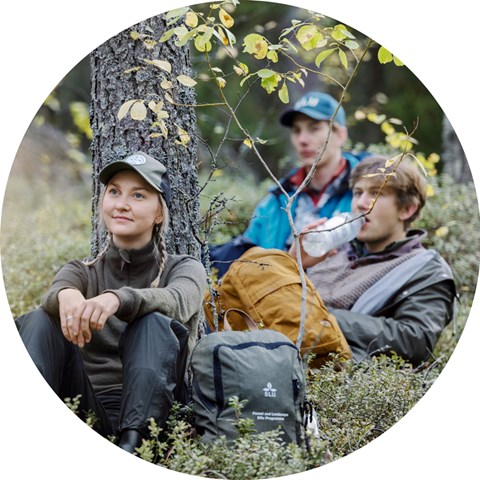 Three people sitting in a forest. Photo.