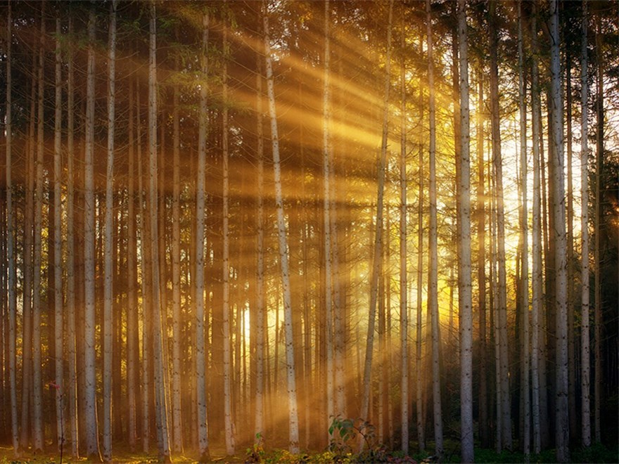 Birch forest. Photo.