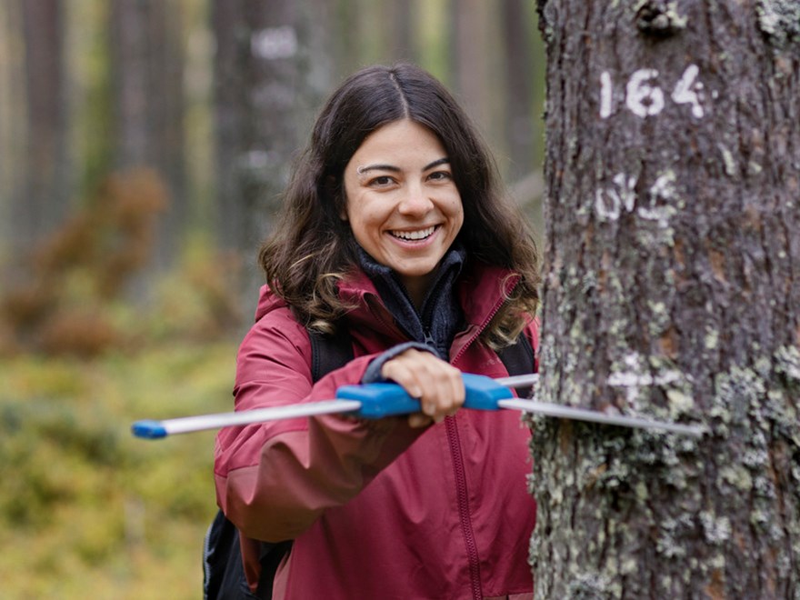 En leende kvinna mäter ett träds diameter. Foto.