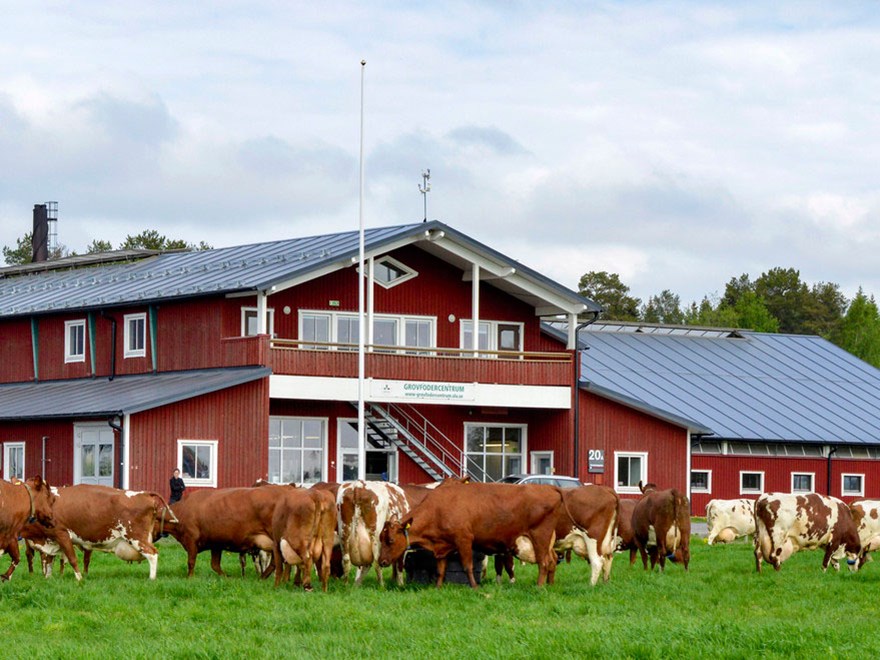 Mjölkkor utanför Röbäcksdalens huvudbyggnad. Foto. 