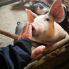 Pig smelling the hand of a human