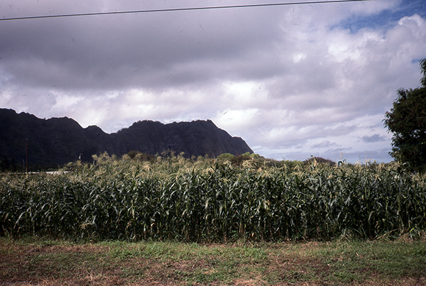 Agricultural field with mountains in the background, photo.