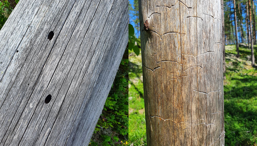  Two tree trunks with holes and gnawing tracks.