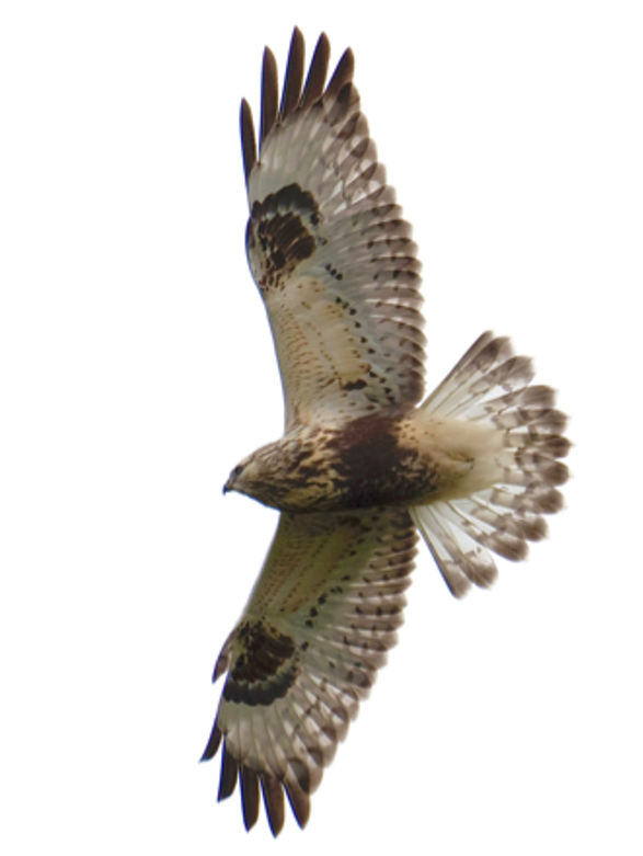 En fågel flyger med utsträckta vingar. Foto.