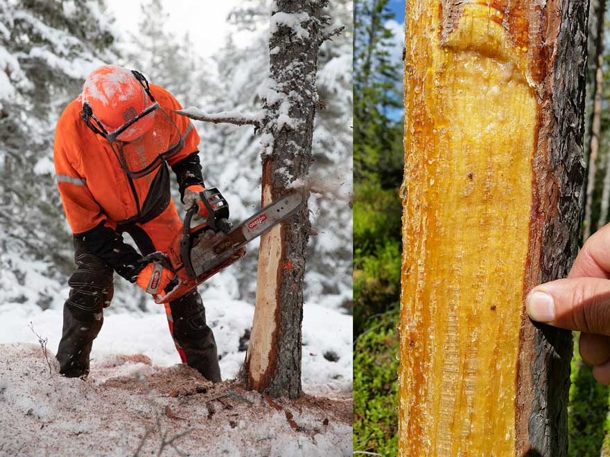 Man sawing off the bark of a tree and picture of resin on a tree trunk.