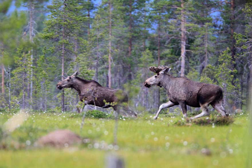 Moose in motion.