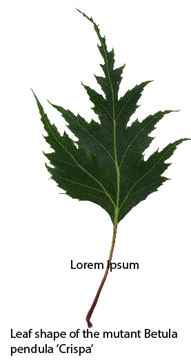 Leaf shape of the mutant Betula pendula "Crispa"