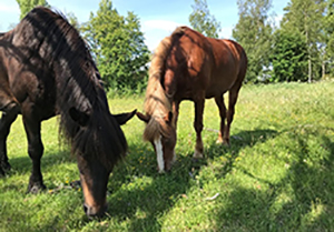 Horses graze on grass 