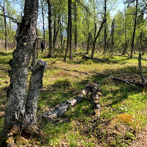 Björkskog med flera döda träd.