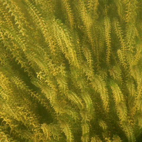 Plants below the water surface. Photo.