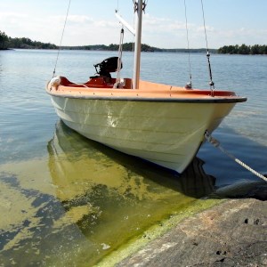 Algblomning framför en klippa där en liten segelbåt har lagt till. Foto.